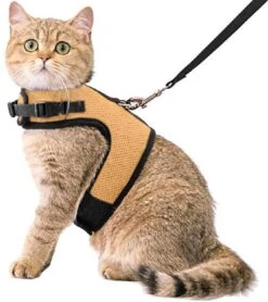 Kattentuigje Met Leiband Riem Kattenharnas Beige Maat L Kat & Kitten – Dieren Kattenriem – Cat Leash – Halsomvang 24 Tot 33cm – Borstomvang 36 Tot 41cm – Zootic®