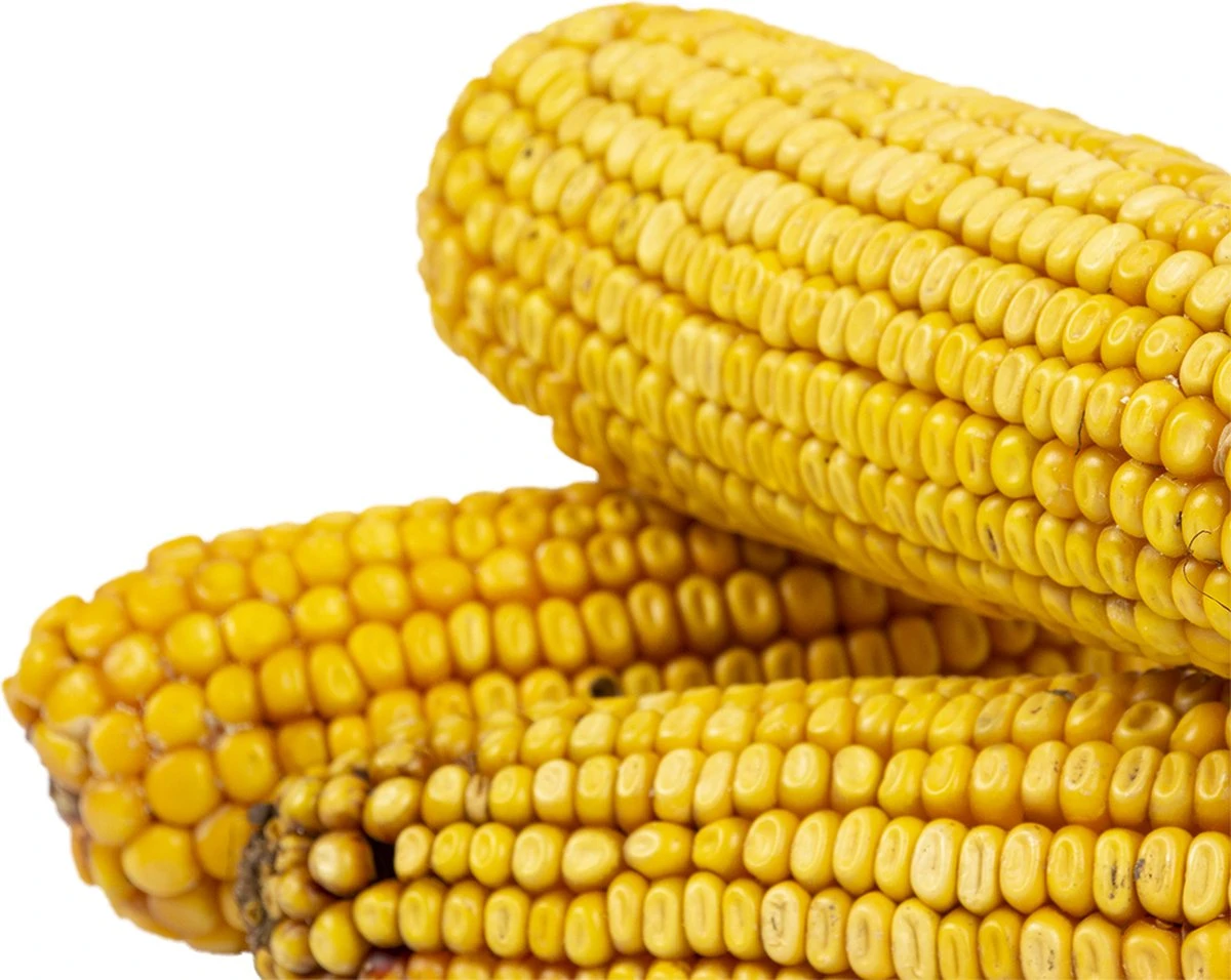 Duvo Knaagdierensnack : Maiskolven Trio 3st